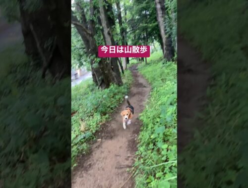 山の中を散歩するビーグル犬 #beagle #dog #いぬ