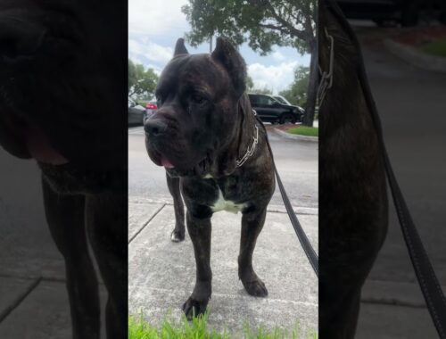 THE CLOSER YOU GET THE BETTER HE LOOKS… 😎 #canecorso #trending #funnydogs #shorts