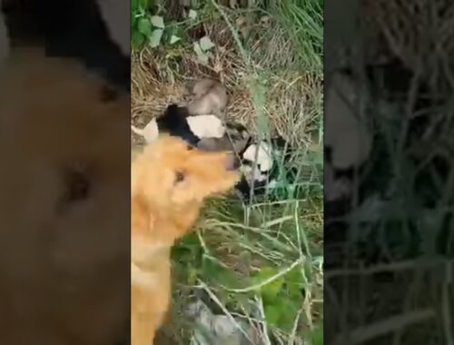 Saved Mom And Her Newborn Puppies Were Thrown Into Bushes, The Pups Grew Up And Had Sweet Homes