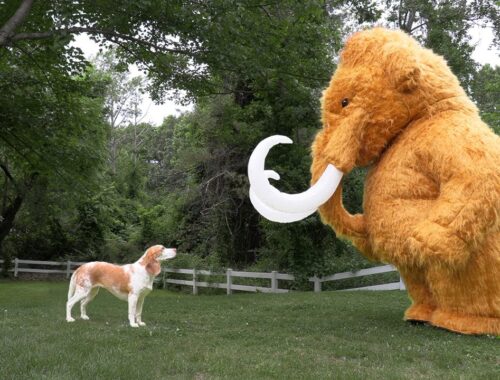 Puppy vs Giant Woolly Mammoth: Cute Puppy Dog Indie Surprised by Wooly Elephant Prank