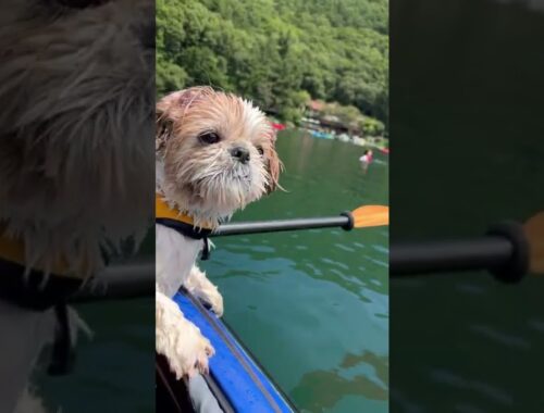 【カヤック乗って泳ぐシーズー犬/Shih Tzu dog on a kayak】#shorts