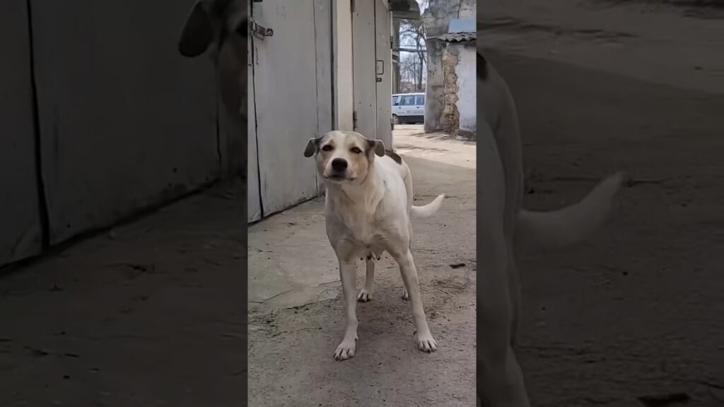 Mama Dog Cries After Reuniting With Her Stolen Puppies!