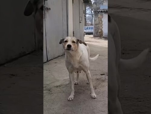 Mama Dog Cries After Reuniting With Her Stolen Puppies!