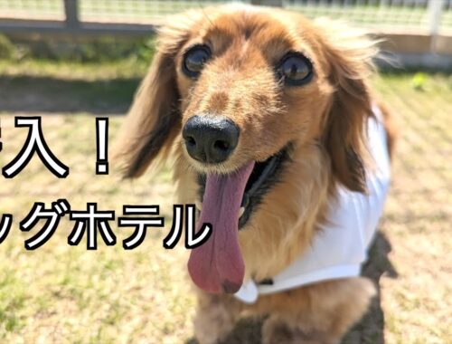 【大阪で初めて】ビビりながらもドッグランを堪能する愛犬が楽しそうでした【カニンヘンダックスえびすの日常】