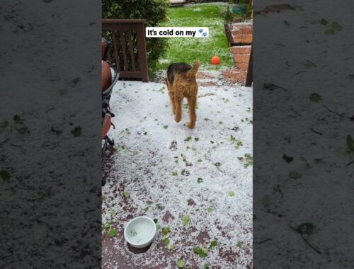 hey it's Hugo ( I don't like thunder) ⚡ #dog #hail
