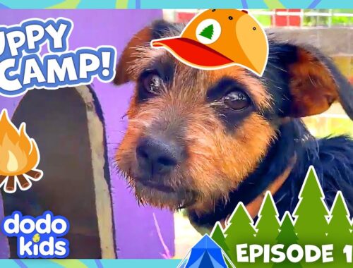 Why Are These Rescue Puppies At Sleepaway Camp?! | Dodo Kids | Dog Days Of Summer Camp | Episode 1