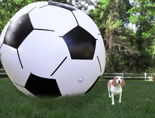 Puppy vs GIANT Soccer Ball: Cute Puppy Dog Indie Gets Soccer Ball Surprise!