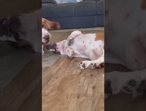 Angus tries to fight his sister #bassethound #shorts