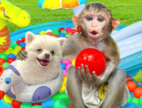 KiKi Monkey playing Water Park with puppies and eats Ice Cream so yummy | KUDO ANIMAL KIKI