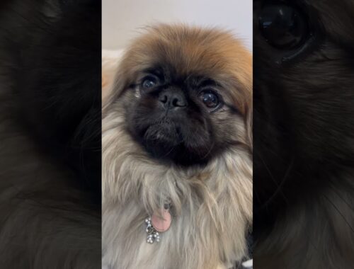 My before and after! #dog #pekingese #dogs #pets #beforeandafter