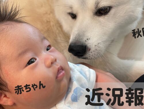 【秋田犬と赤ちゃん】家族が増えてもうすぐ2ヶ月！近況報告！