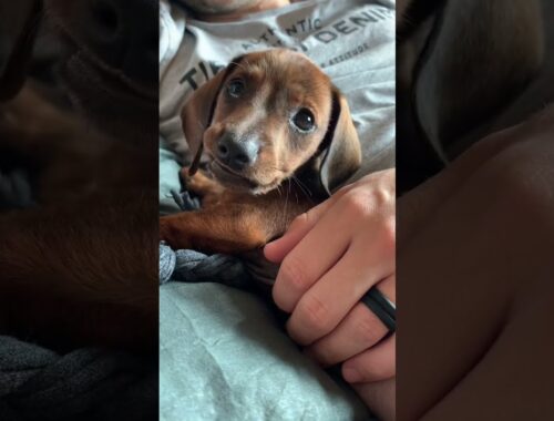 A little 2022 throwback! Mini dachshund puppy Mac at 8 weeks old