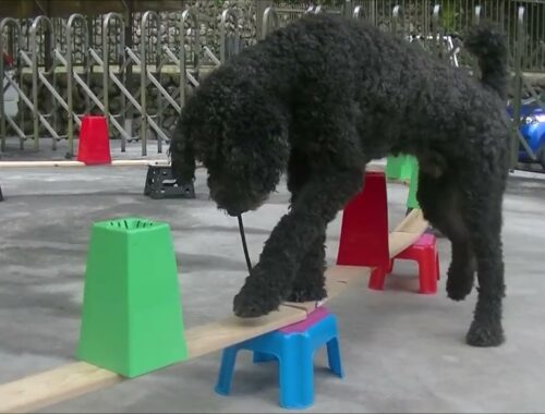 犬の訓練動画です♪Dog Training Movie1225♪