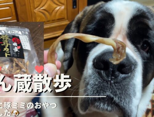 【大型犬 セントバーナード】おやつの豚ミミを食べるべん蔵🐶
