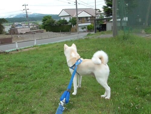 【秋田犬ゆうき】前日に飼い主が自転車で下見をしてきた新しいお散歩コースを歩きました【akita dog】