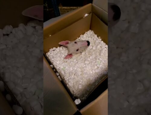 Silly Dog Plays In Box Of Packing Peanuts!