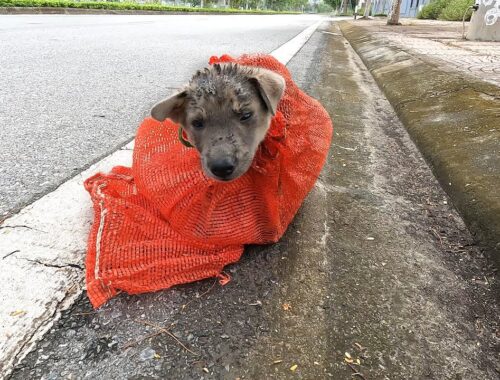 Who Dumped The Little PUPPY On The Street? I Cried!