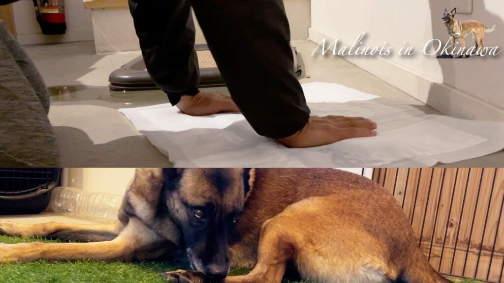 大型犬のトイレ失敗時の対応、原因と対策。 大型犬のトイレ失敗時の対応、原因と対策。