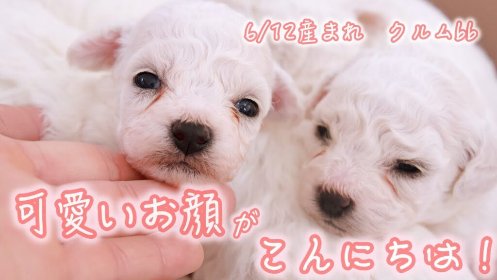 【韓国ビション　仔犬】6/12産まれ🍼✨クルムbb🐻‍❄️🤍可愛いお顔💓がこんにちは〜❣️❣️