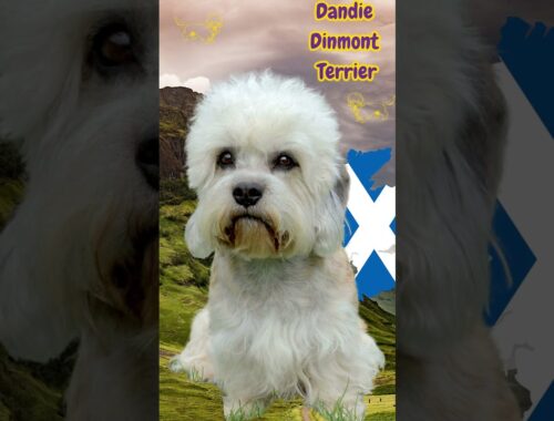 Dandie Dinmont Terrier. Perrito con Topknot  de Escocia