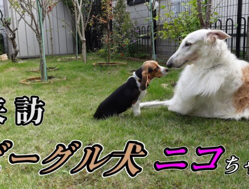 【ボルゾイ】ビーグル犬と遊ぶボルゾイ