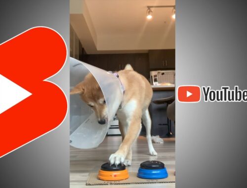 Shiba Inu Puppy figures out what Orange Button is for..