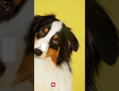 Which 2 dog breeds are pictured on the Pedigree dental package?