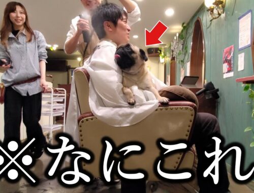 【札幌】犬を飼って結婚願望を失った30代男が美容室に行ったらこうなりました