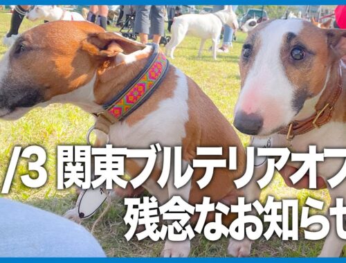 ［ブルテリア］Miniature Bull Terrier  関東ブルテリアオフ会中止のお知らせ！ Notice of cancellation of Bull Terrier Meet-up!
