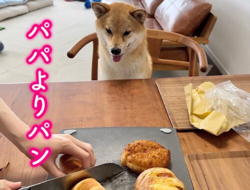パパの帰りを待ってるフリをして買ってきたパンを一番乗りで食べようとする柴犬が可愛い