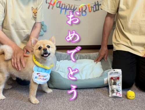 【祝】愛犬の誕生日を、実家の両親と一緒にお祝いしました！