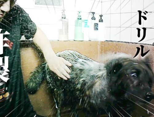 甲斐犬をお風呂に入れたら人間がずぶ濡れになりましたー‼【甲斐犬・柴犬】