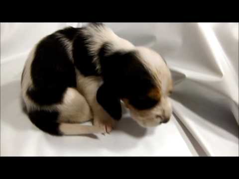 ミックス犬（プチバセットグリフォン×バセットハウンド）　ホワイト＆ブラックタン　女の子　関東・群馬県のブリーダーの子犬販売