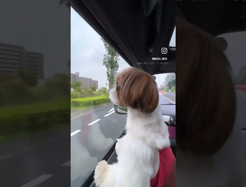 【狆ズー/にこ】ドライブ大好き❤️窓にへばりつく犬