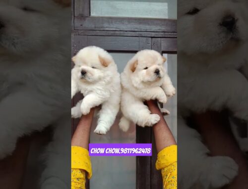 Chow chow puppies available in delhi and india.9811962478