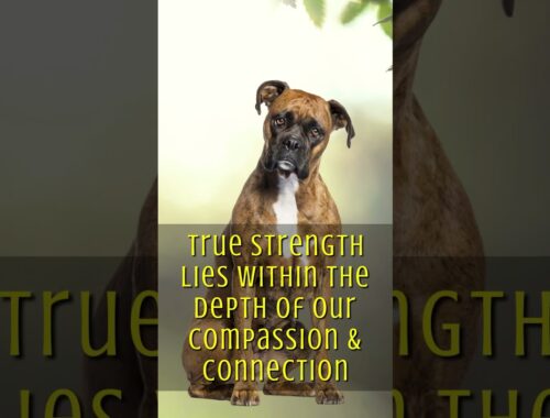 Compassion and Connection - Boxer Animal Spirit #RayenSong #shorts #dogs