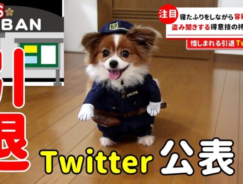 【ニュース】警察官を引退するパピヨン★【犬動画】