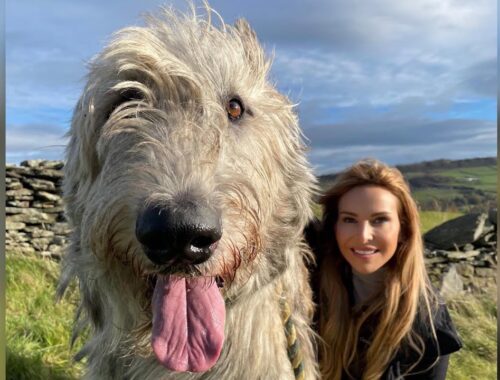WOLF KILLERS - THE IRISH WOLFHOUND - Deadly or pet?