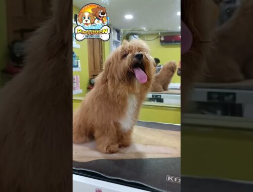Lhasa apso 🐕 grooming amazing transforming before and after grooming