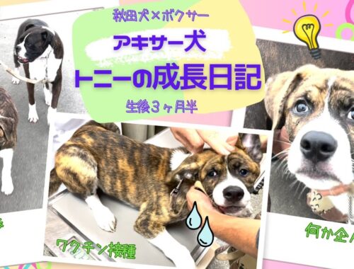 【秋田犬×ボクサー】お散歩してたら、ママのアレを、、、やんちゃが止まりません！