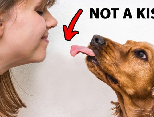 The Real Reason Dogs Lick You Is Disgusting