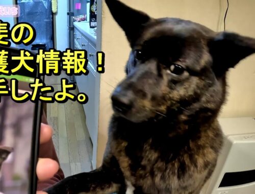 【２月１８日撮影】甲斐犬の保護犬情報-　甲斐犬いち