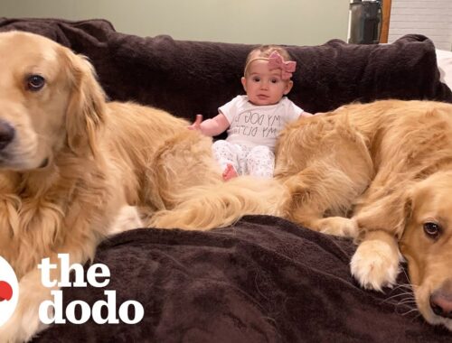 Dog Brothers Claim Newborn Baby Sister As Their Own | The Dodo
