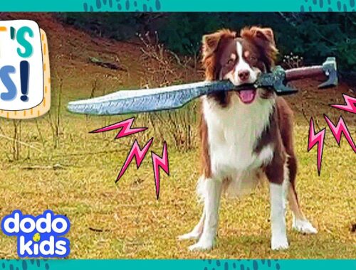 Sword Dog And Stick Dog Will Conquer The World! | Dodo Kids | It's Me!
