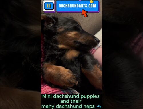 Mini dachshund puppies and their many dachshund