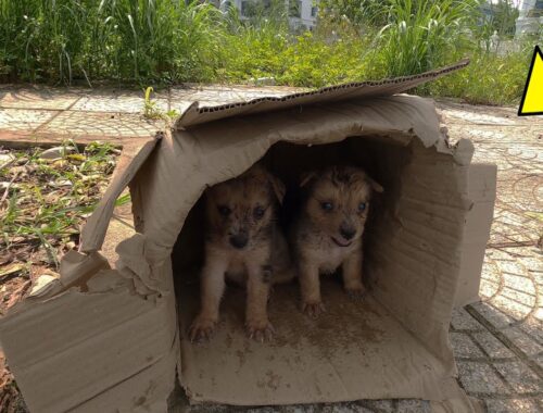 Two Abandoned Puppies shed tears and try to survive until this happens..!