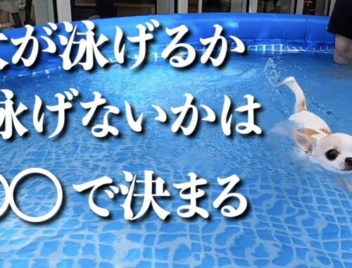 犬が泳げるか泳げないかは◯◯で決まる？　スムースチワワのチャイさん、初めてのプールで泳げるか？