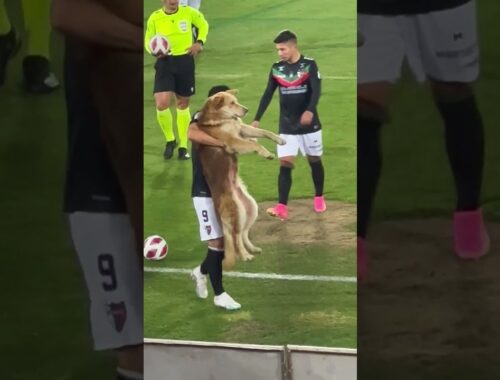 Puppy Plays Professional Football || ViralHog