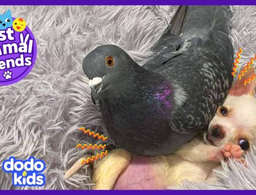 This Pigeon Loves To Sit On A Puppy! | Best Animal Friends | Dodo Kids