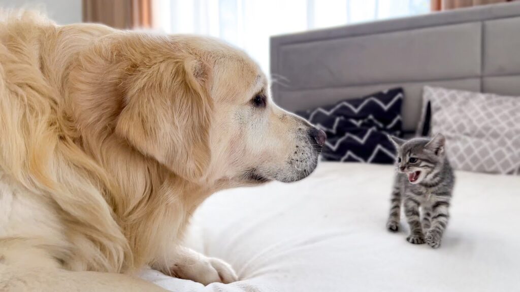 Golden Retriever Meets New Tiny Kitten for the First Time! Golden Retriever Meets New Tiny Kitten for the First Time!